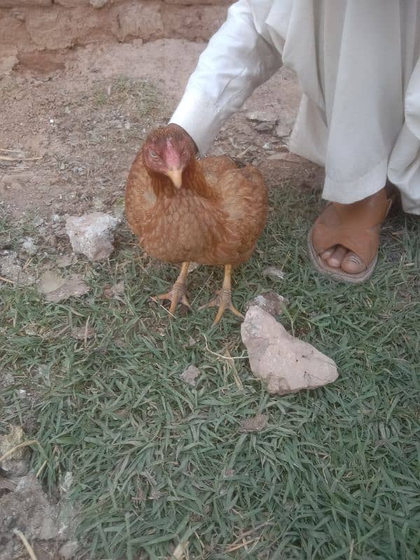 mianwali aseel 3