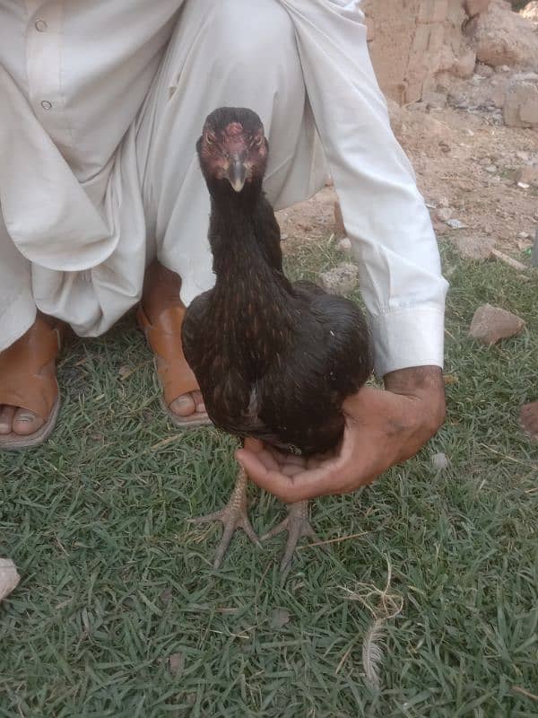 mianwali aseel 4