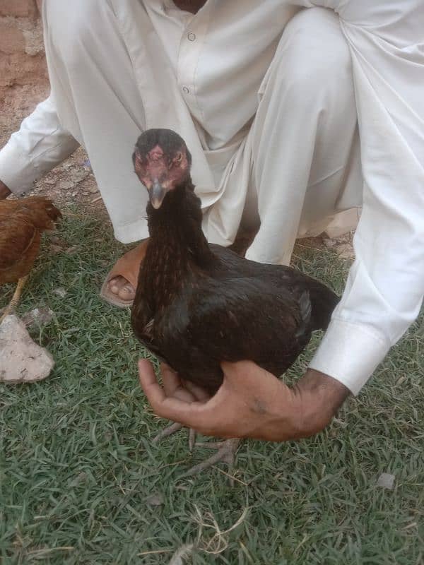 mianwali aseel 5