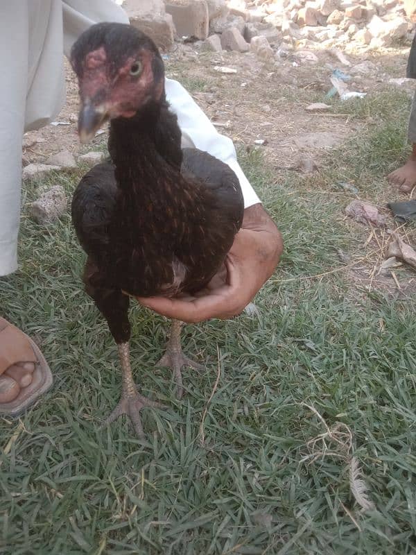 mianwali aseel 6