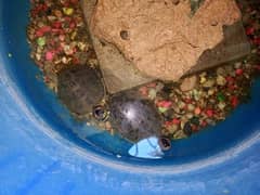 turtles