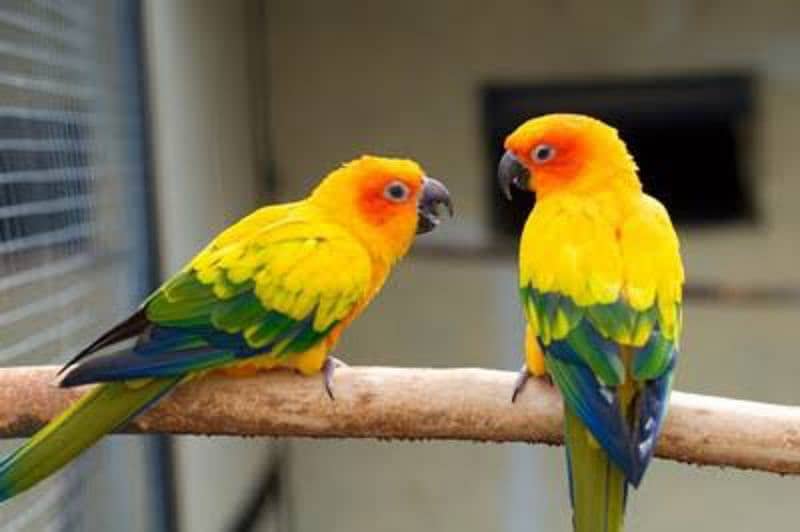 Suncounre Breeder Pair With 3 Pinfeathers Chick's 0