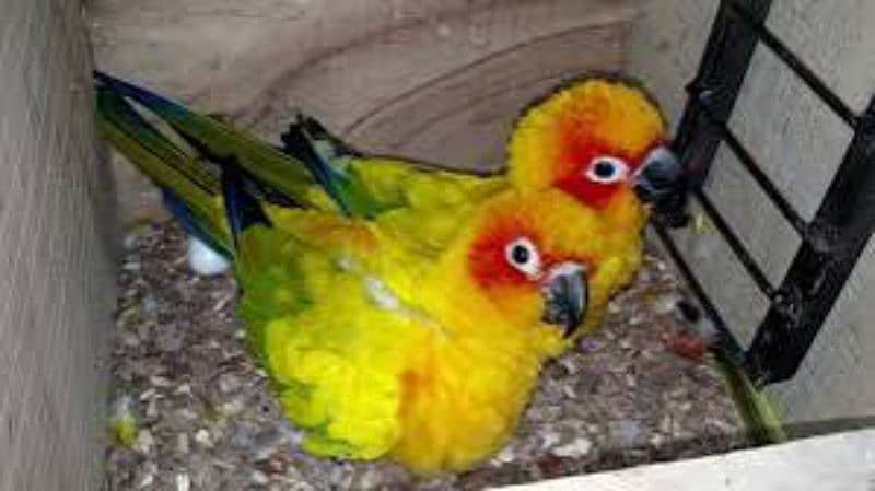 Suncounre Breeder Pair With 3 Pinfeathers Chick's 1