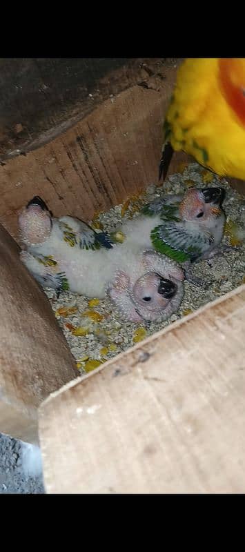 Suncounre Breeder Pair With 3 Pinfeathers Chick's 2