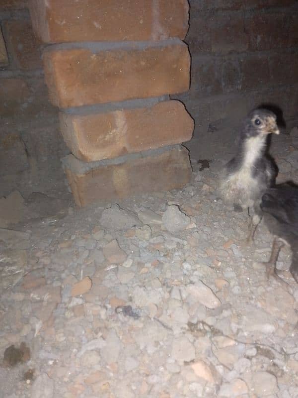 aseel chicks 0