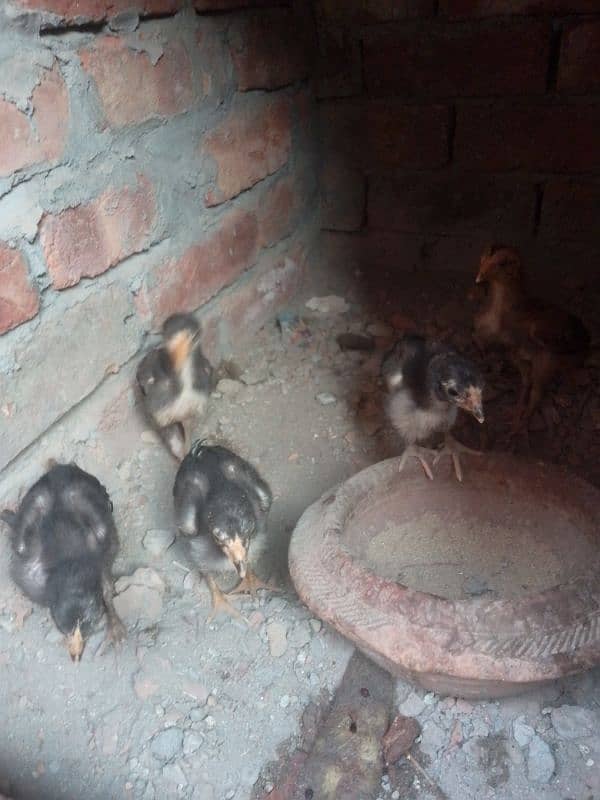 aseel chicks 2