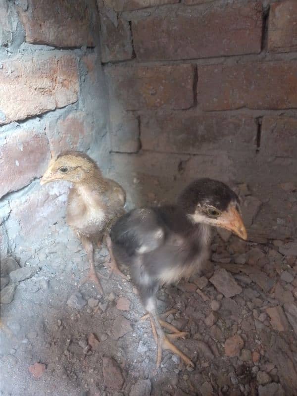 aseel chicks 3