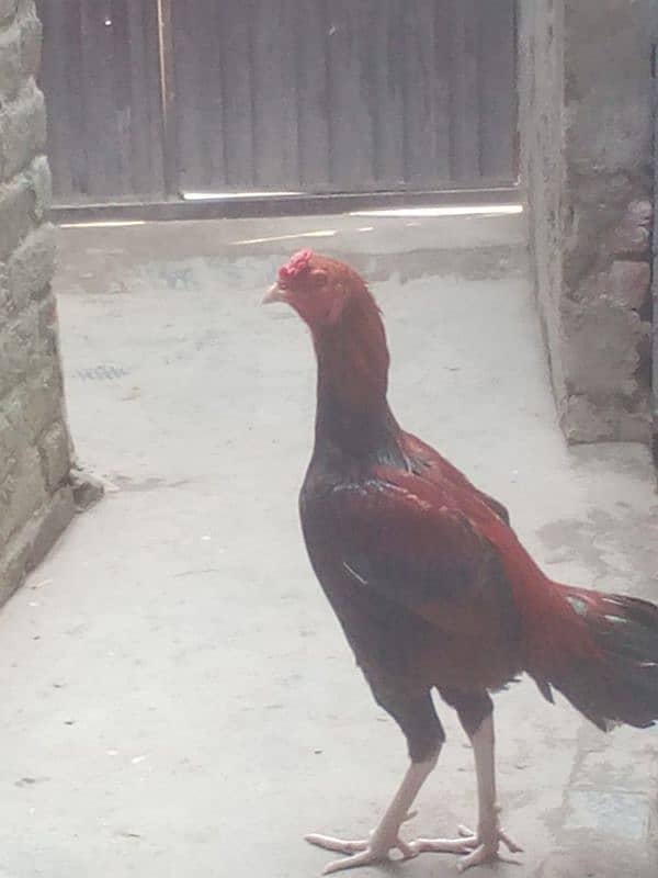 aseel chicks 4