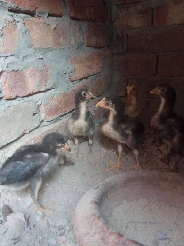 aseel chicks 5