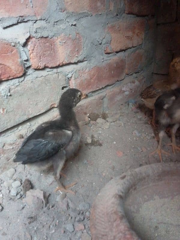 aseel chicks 6