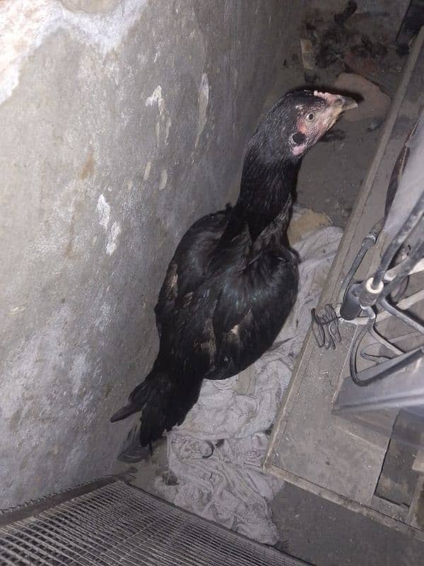 aseel chicks 7