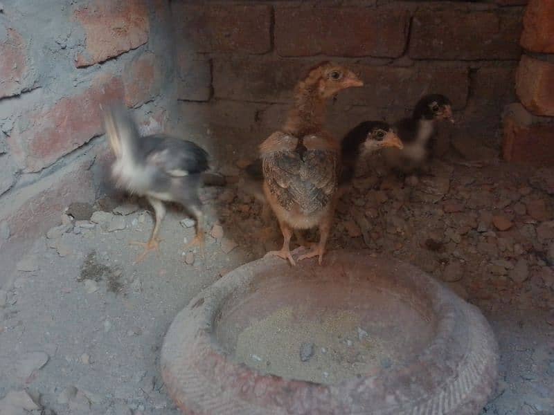 aseel chicks 8