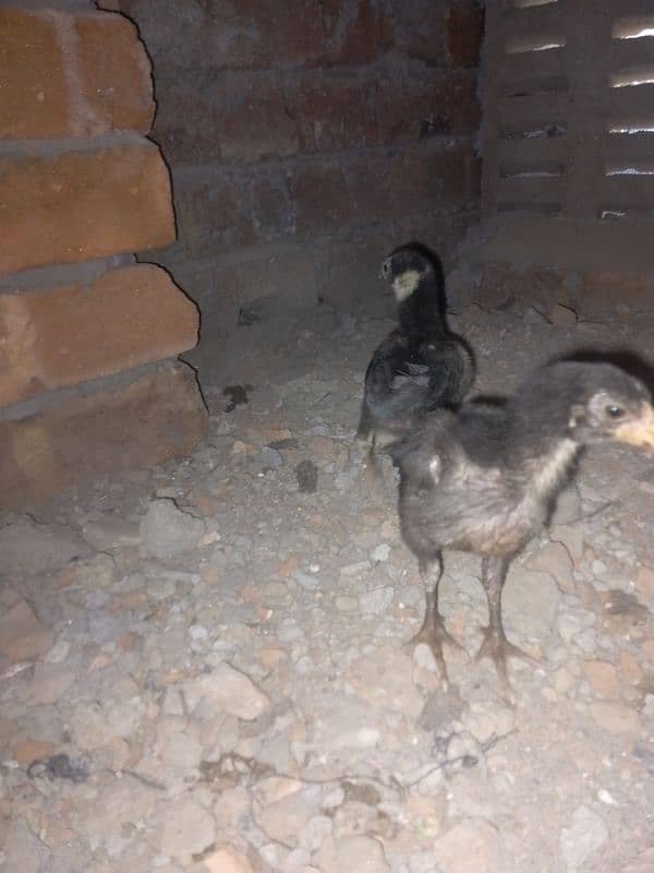 aseel chicks 9