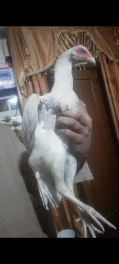 aseel Hera