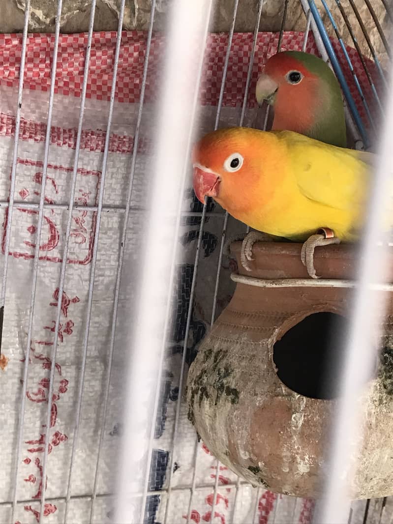 2 pair love birds ka breder pair hn 0