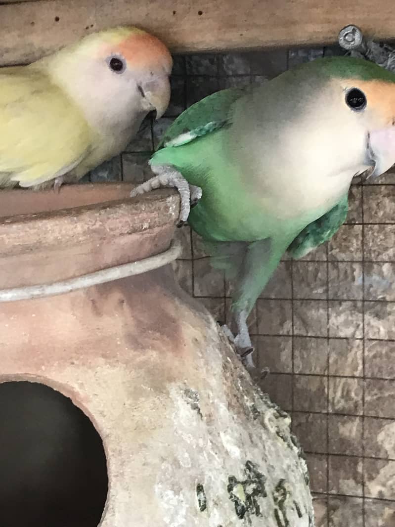 2 pair love birds ka breder pair hn 1