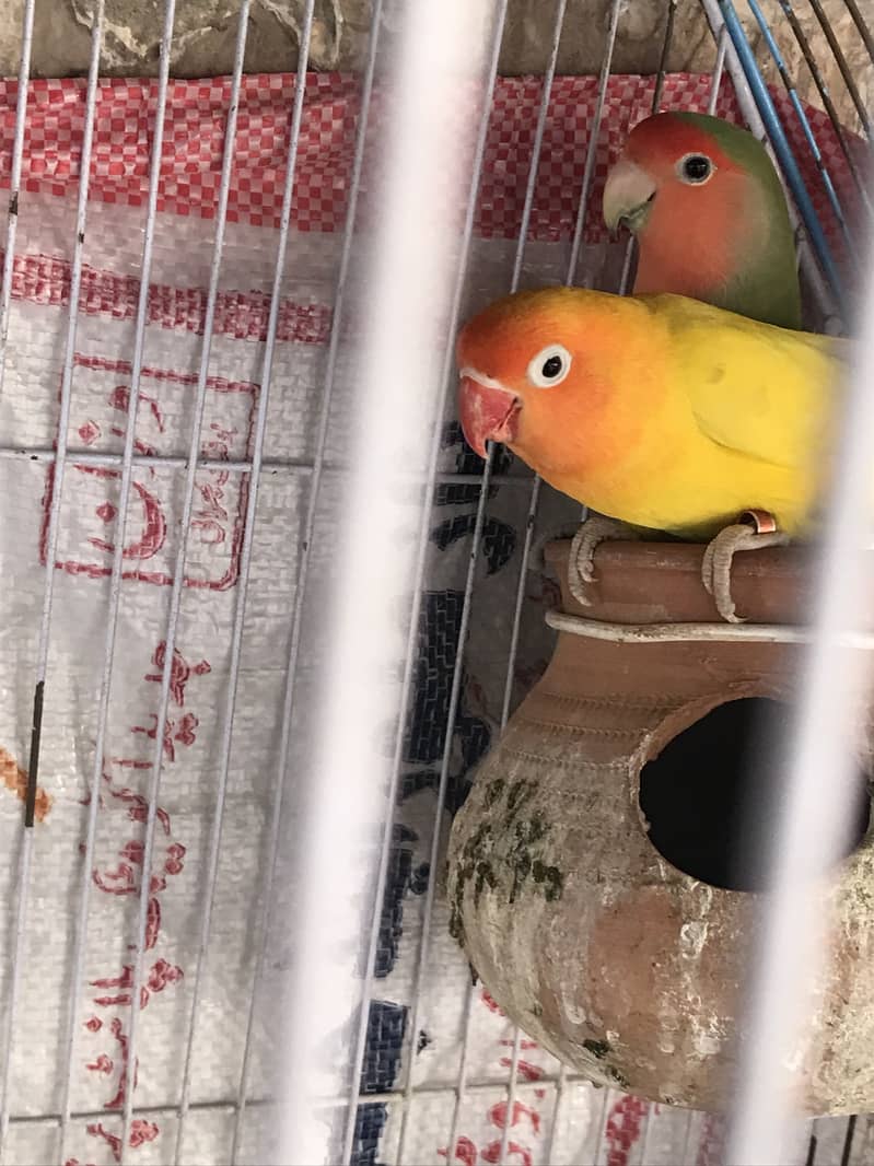 2 pair love birds ka breder pair hn 2
