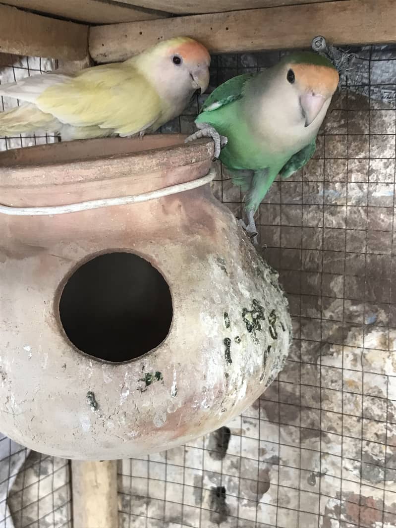 2 pair love birds ka breder pair hn 3
