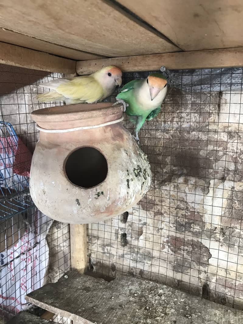 2 pair love birds ka breder pair hn 4