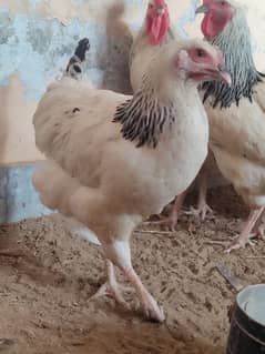 light Sussex heritage breed chicks for sell