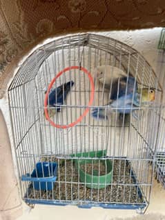 Love birds for sale healthy and active pairs