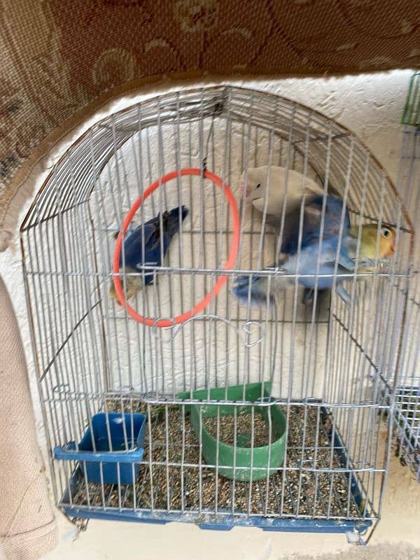 Love birds for sale healthy and active pairs 0