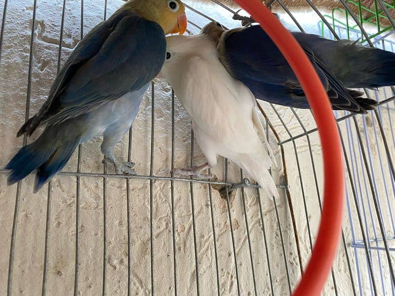 Love birds for sale healthy and active pairs 2