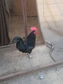 Australop/