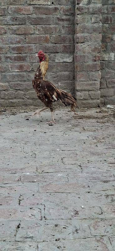 Aseel Murga Patha 1 saal ka For sale 3