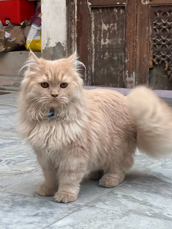 Persian cat for sale 0