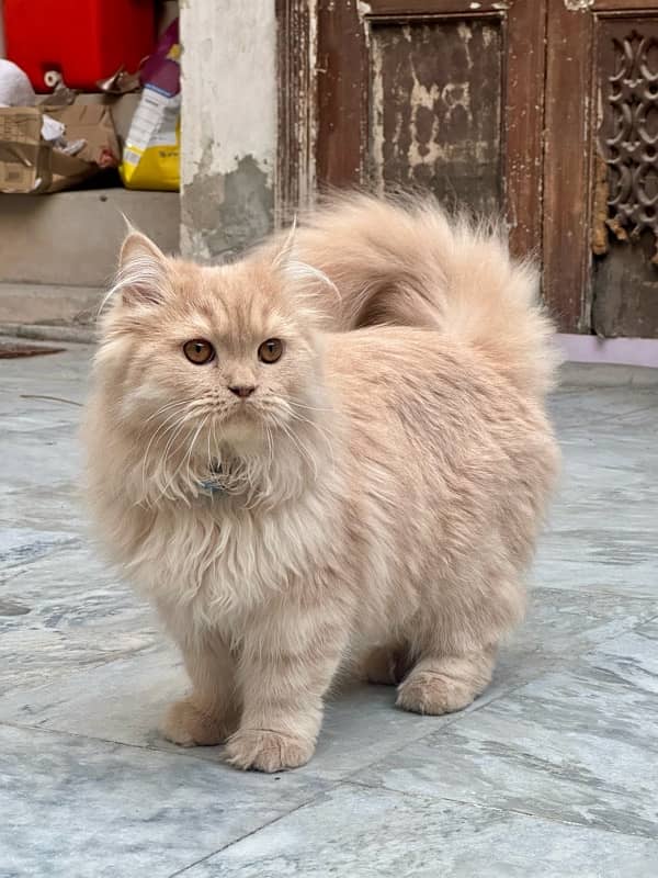 Persian cat for sale 1