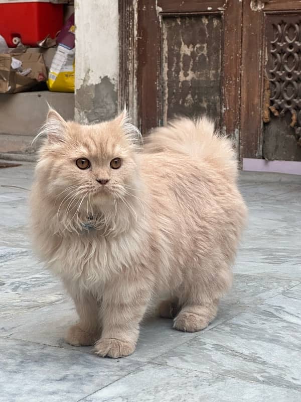 Persian cat for sale 2