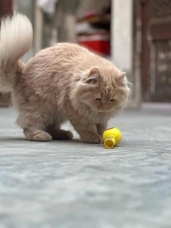 Persian cat for sale 4