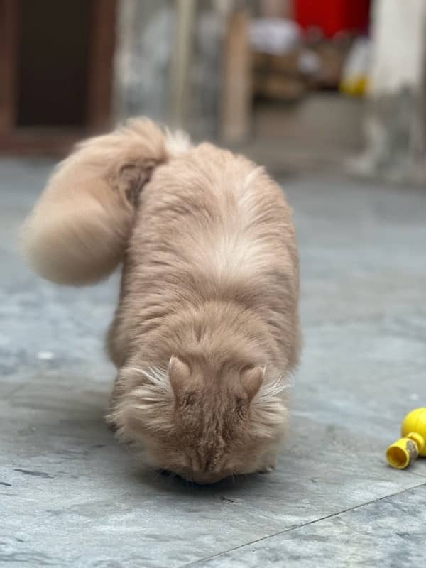Persian cat for sale 5
