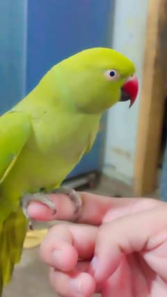 Ringneck female Hantam talking