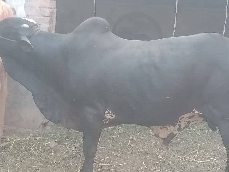 sale for qurbani 0