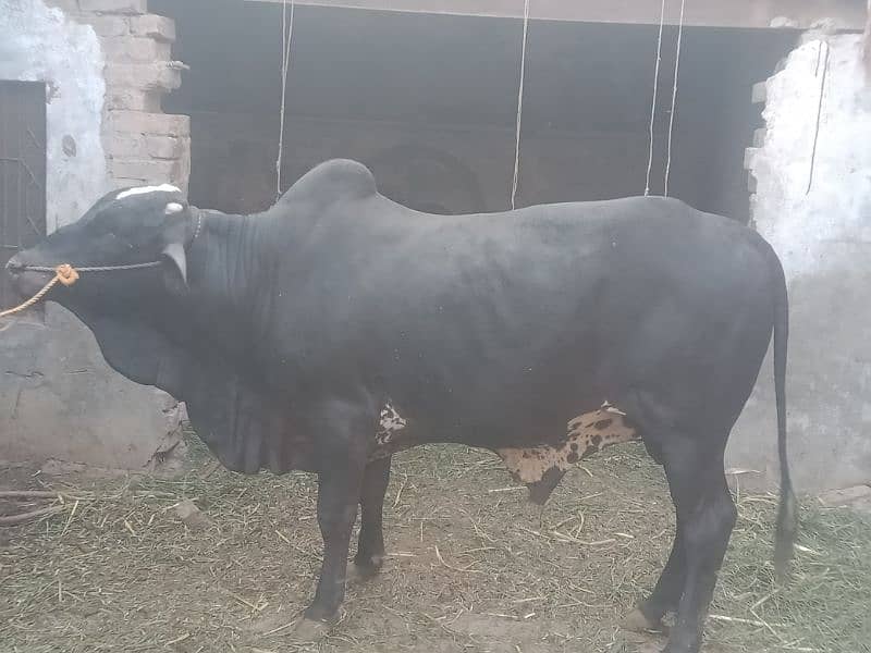sale for qurbani 1