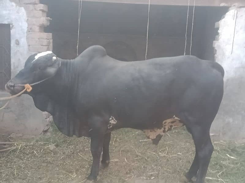 sale for qurbani 2