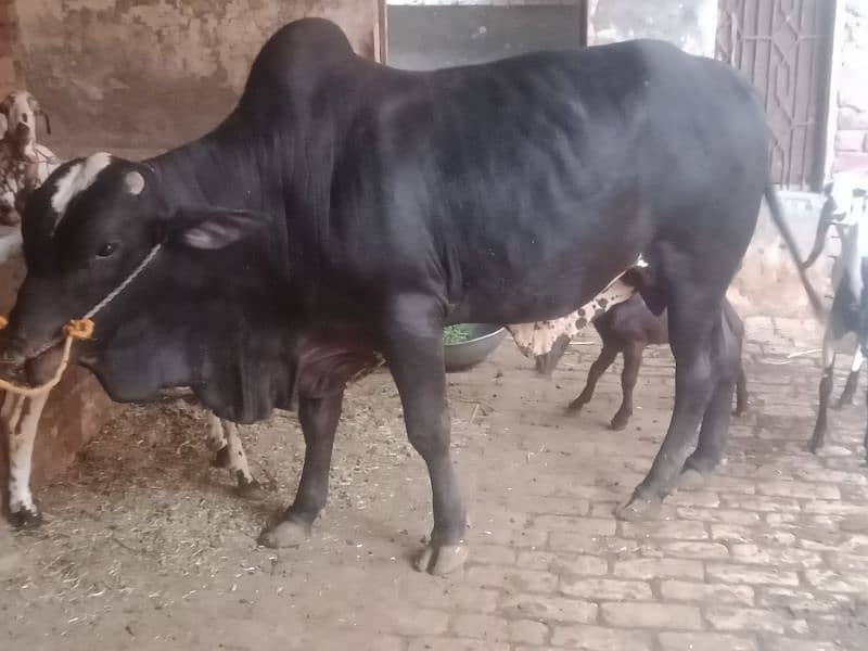 sale for qurbani 4