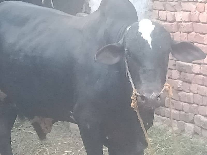 sale for qurbani 5