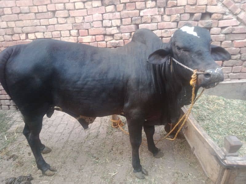 sale for qurbani 6