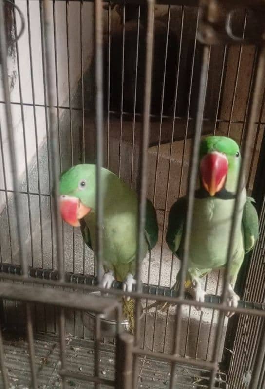 friendly and talking parrot 0