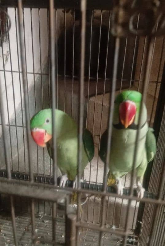 friendly and talking parrot 1