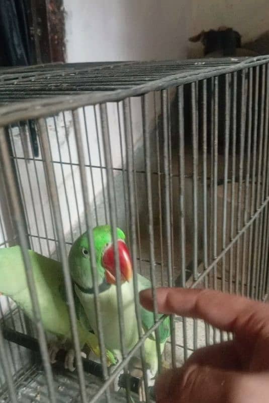 friendly and talking parrot 2