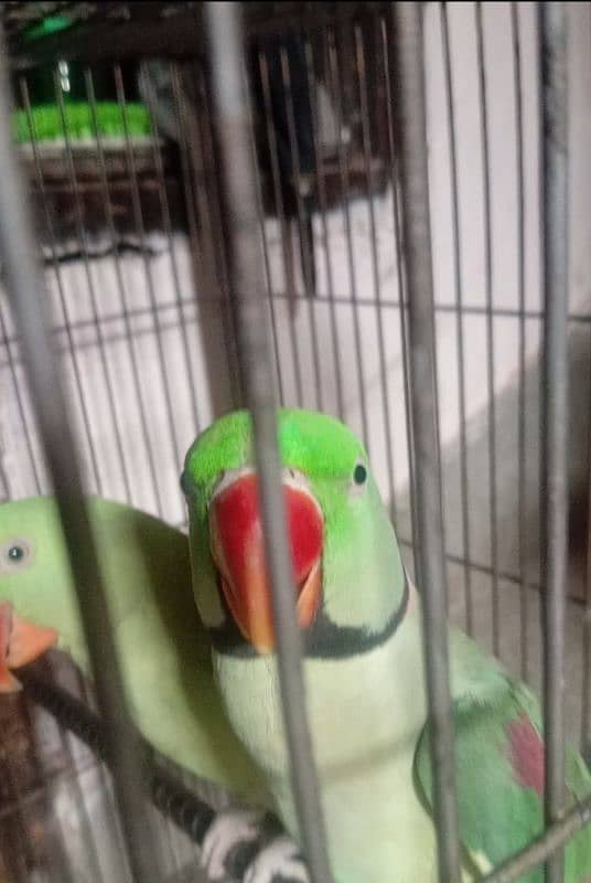 friendly and talking parrot 3