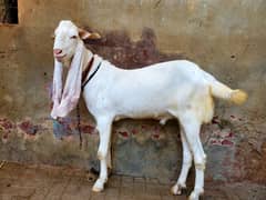 pure gulab bakra for sale