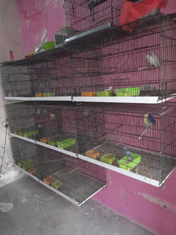 all setup for sale bird's and cages 0