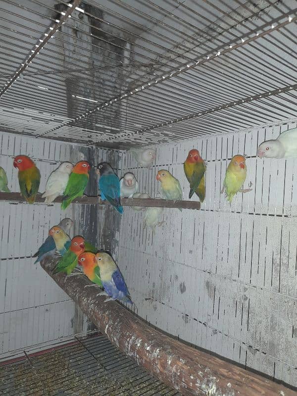 all setup for sale bird's and cages 4
