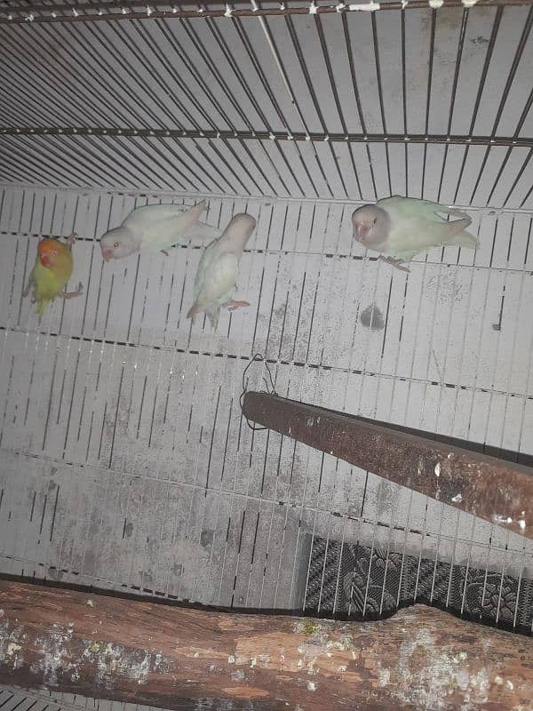 all setup for sale bird's and cages 5