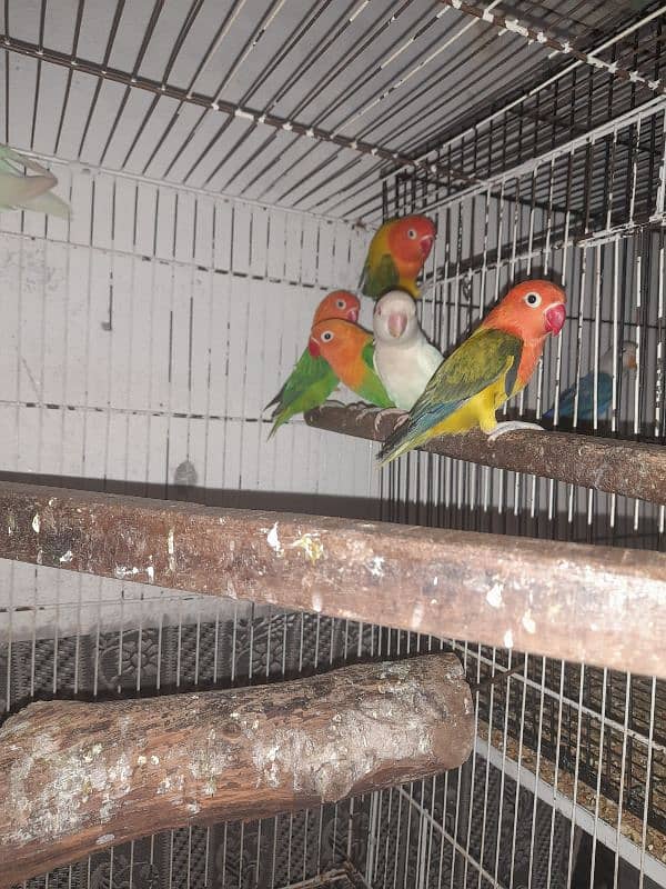 all setup for sale bird's and cages 6